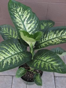 dieffenbachia2-360