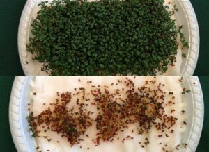 ESTA FOTO EVIDENCIA EL EFECTO DEL WIFI SOBRE LAS SEMILLAS