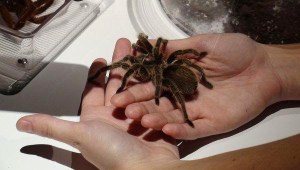 fin de los tiempos 5  araña