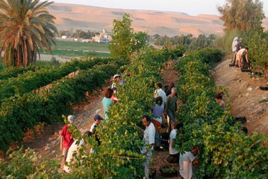 desiertos de israel, florece