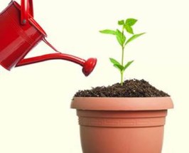 criar cristiano, crecimiento