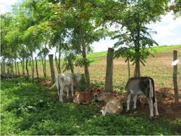 Potrero: lugar cercado para ganado
